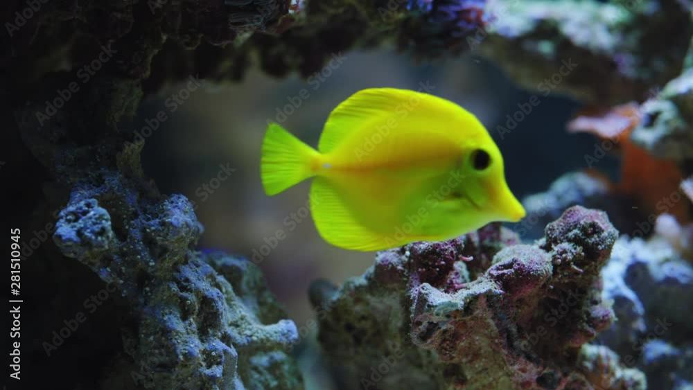 woman looking at colorful fish in aquarium tank watching colorful sea life swimming in coral reef observing marine ecosystem