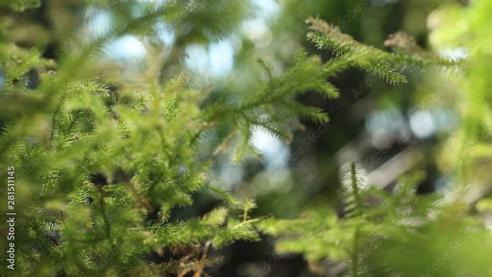 Grass with green leaves in summer with a blur and bokeh background. Small sunlight arises from the corners of leaves and grass during the day with hot weather. Kalimantan tropical rainforest. Grass with green leaves in summer with a blur and bokeh background. Small sunlight arises from the corners of leaves and grass during the day with hot weather. Kalimantan tropical rainforest.