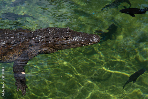 Cocodrilo nadando en reserva natural