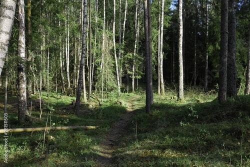 Peaceful forest with path in Norway. Symbol of decision making of destiny