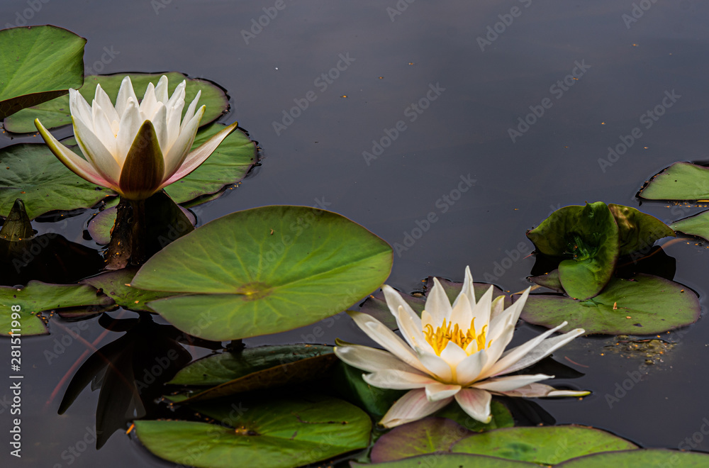 Grzybienie białe, Nymphaea alba, lilia wodna Grzybienie białe, Nymphaea alba, lilia wodna
