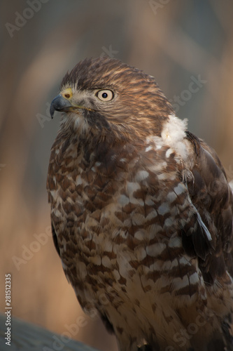 Broad Winged Hawk photo