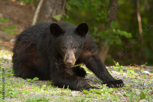 A lone wild black bear searches for food near the Great Smoky Mountains National Park.