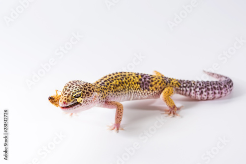 Cute leopard gecko (Eublepharis Macularius) eats cockroach on a white background.