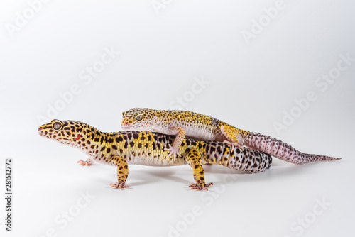 Two cute leopard gecko (Eublepharis Macularius) on a white background.