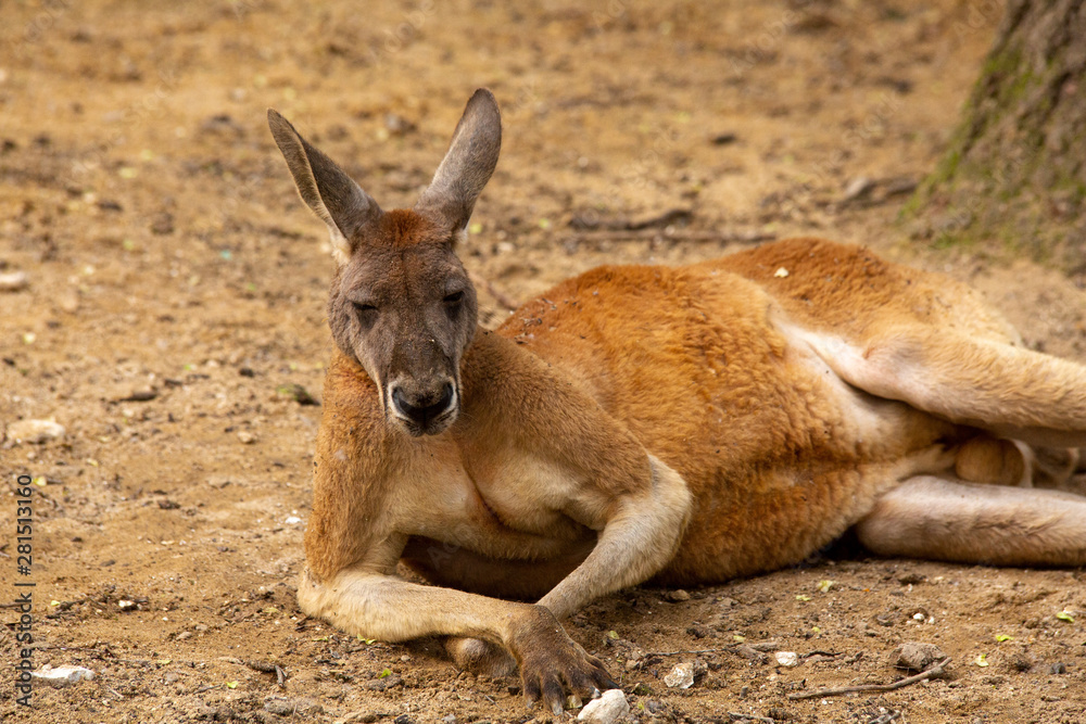 the kangaroo lies resting and looks into the camera the kangaroo lies resting and looks into the camera