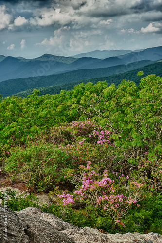 Fototapeta Naklejka Na Ścianę i Meble -  View from Craggy Gardens in Asheville, NC near the Great Smoky Mountains National Park showing the layers of the Appalachian mountains.