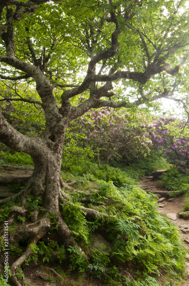 Beautiful old tree along the path on the way to Graggy Garden Pinnacle in Asheville, NC, USA near the Great Smoky Mountains National Park.