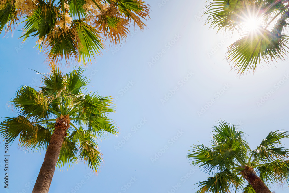 Palm trees and blue skies summer nature travel tropical abstract background