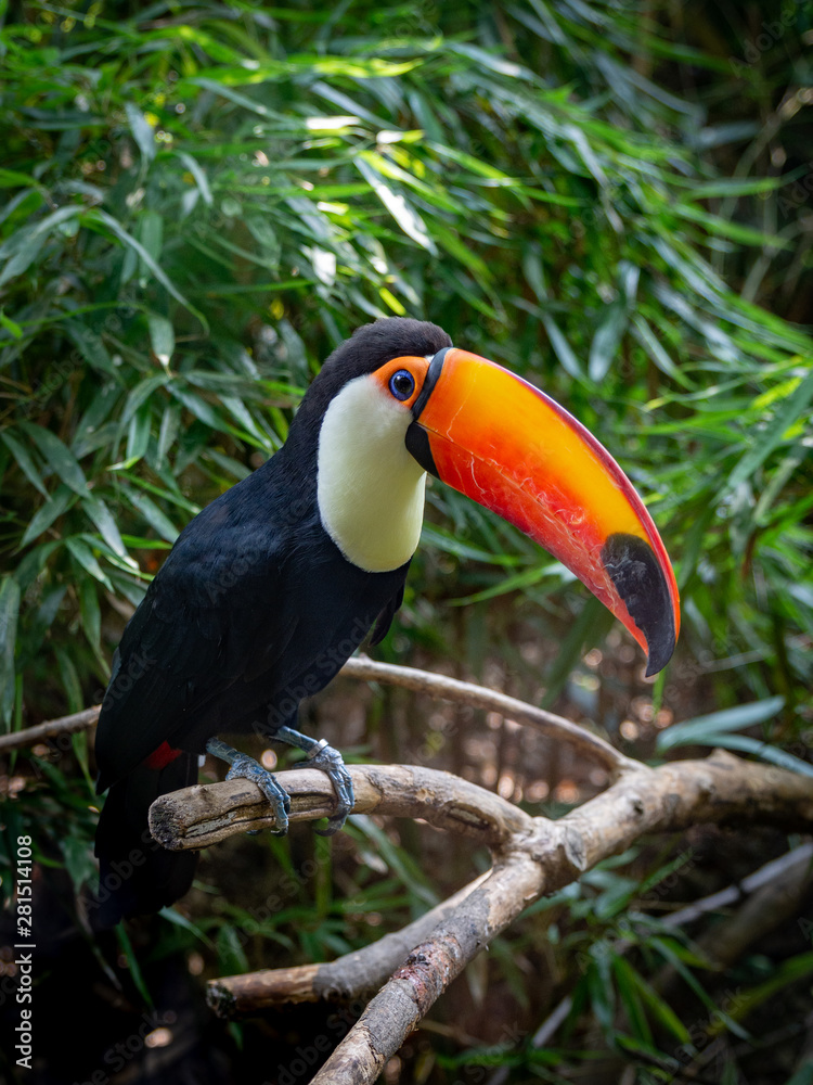 A toucan laid on a tree branch in the forest A toucan laid on a tree branch in the forest