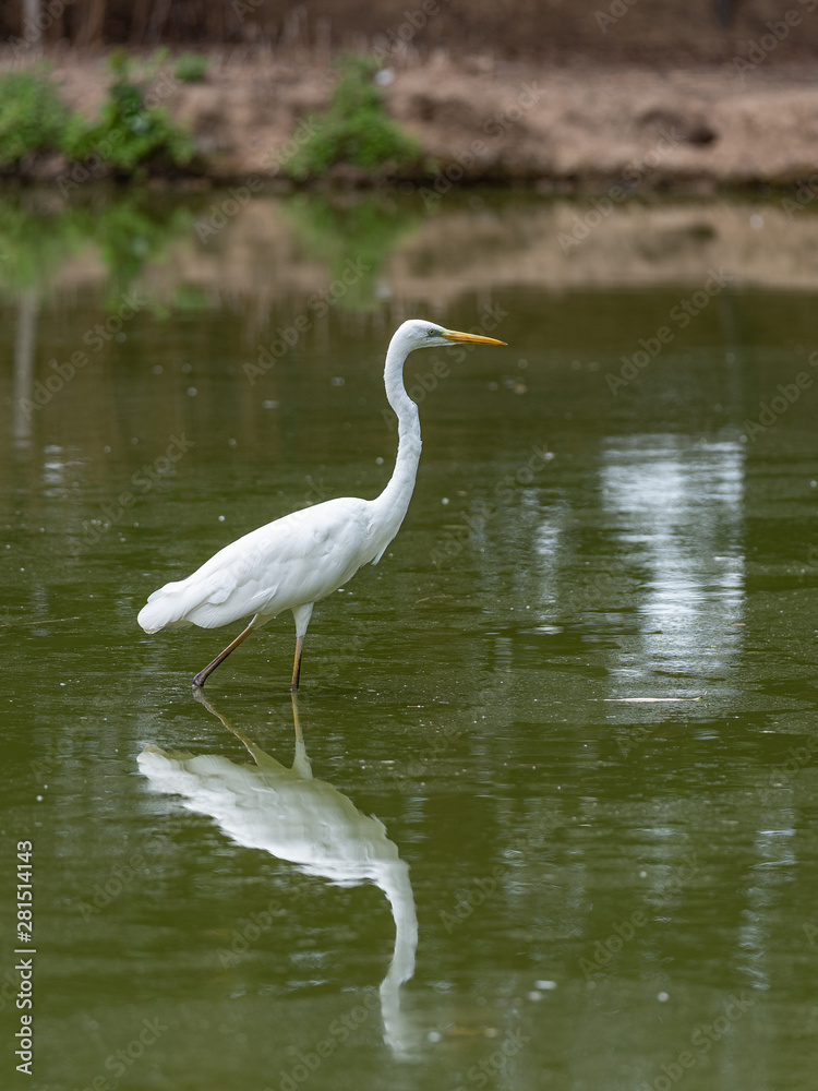 Great white egret is reflected in the water of a pond Great white egret is reflected in the water of a pond