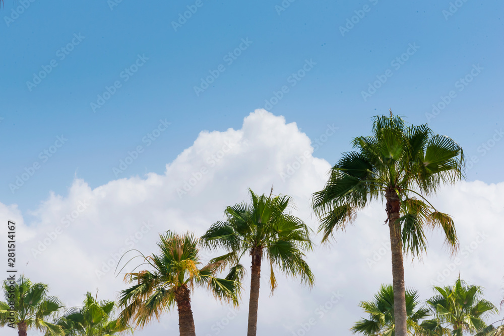 Palm trees and blue skies summer nature travel tropical abstract background