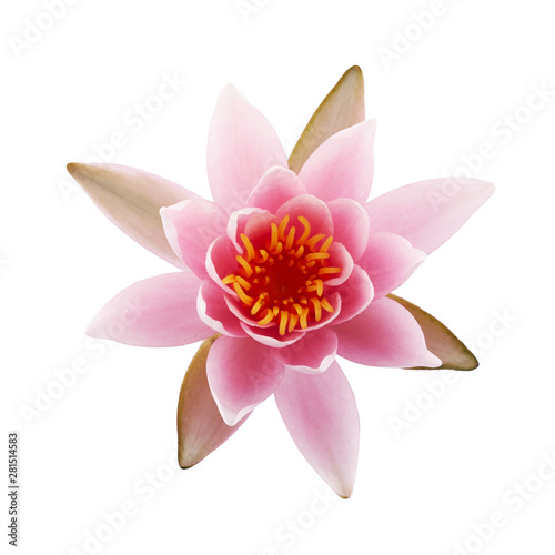 Pink Lotus or Water lily isolated on white background