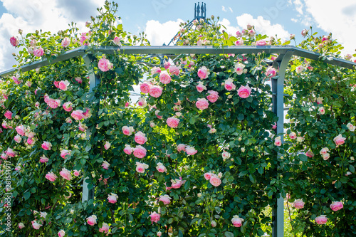 Foto Pink rose Eden climbing along base of arbor in the garden