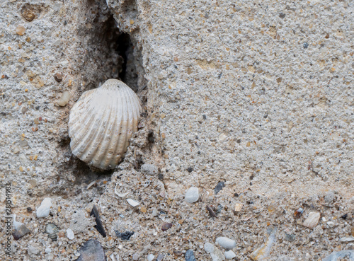 Texture. Brick and plaster. Shell in the crevice. Still life. Close-up.