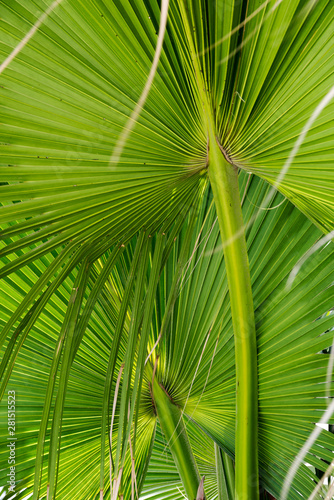 Palm tree leaf summer green nature abstract background