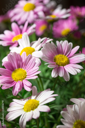 Mageritenblumen Wiese