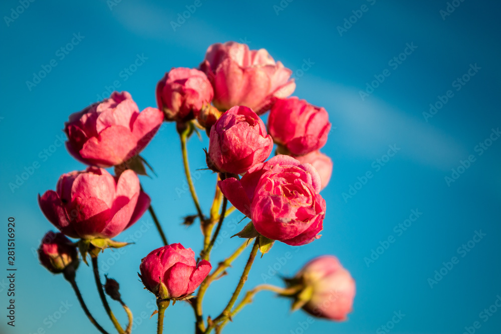 Obraz premium pink flower