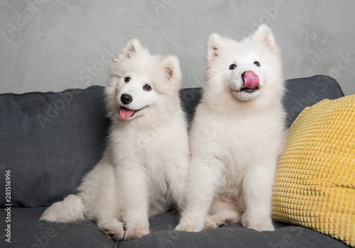 Photography Two samoyed dogs puppies are sitting in the gray couch