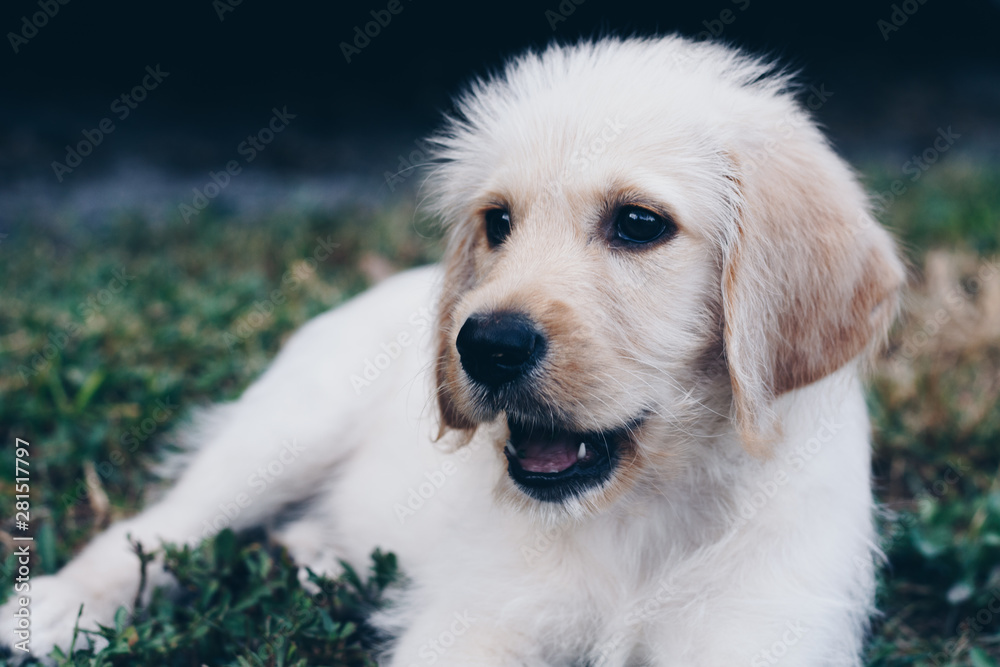 Golden retriever puppy laying in grass mouth open