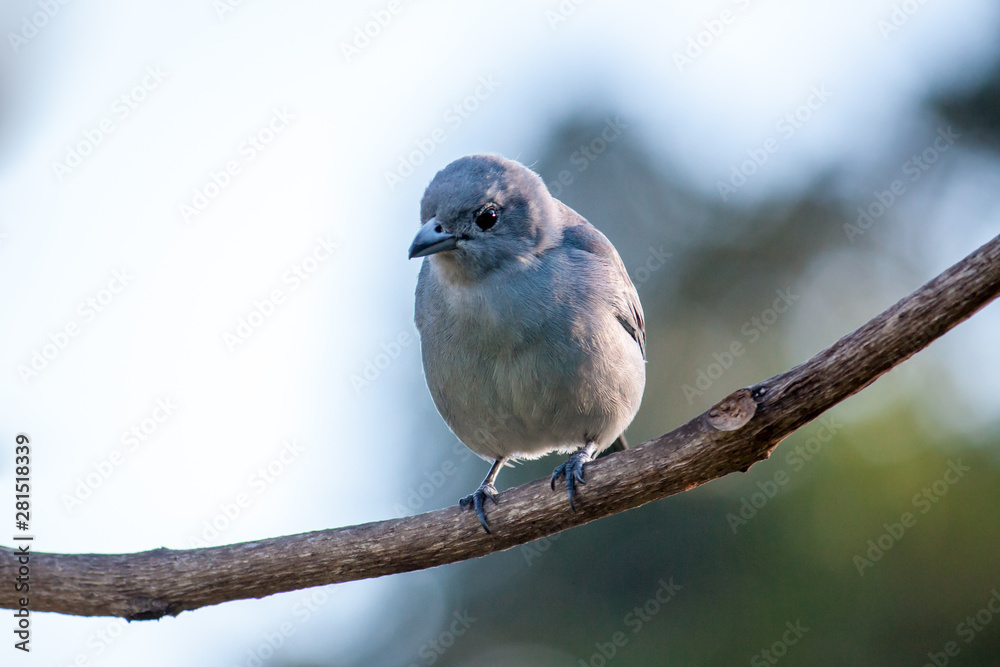 Blue tropical bird. Azure-shouldered Tanager (Tangara cyanoptera) blue bird against green leaves background. Tanager with bluish plumage. Blue tropical bird. Azure-shouldered Tanager (Tangara cyanoptera) blue bird against green leaves background. Tanager with bluish plumage.