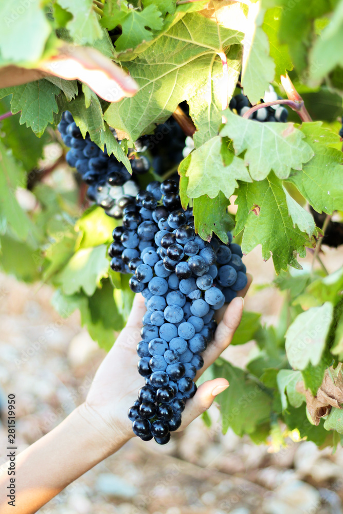 Purple grapes harvest from a vineyard in Spain