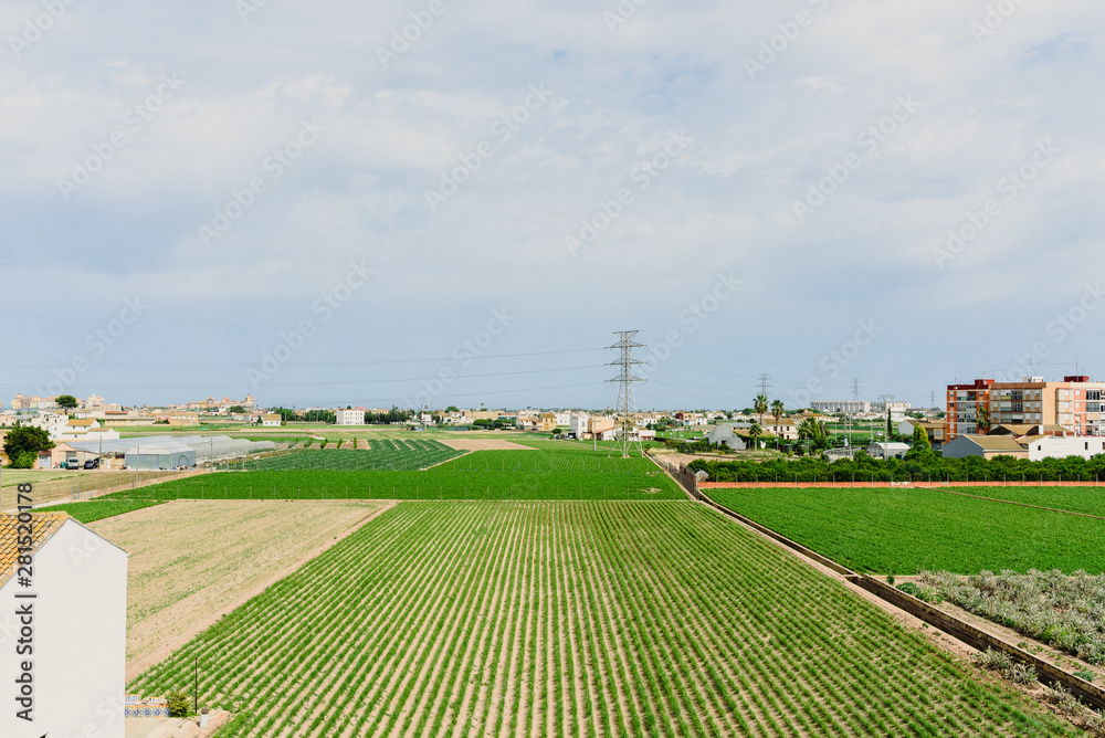 Obraz premium Valencia, Spain - June 9, 2018: Plantation of tigernuts in the Valencian orchard, near the houses of the city.