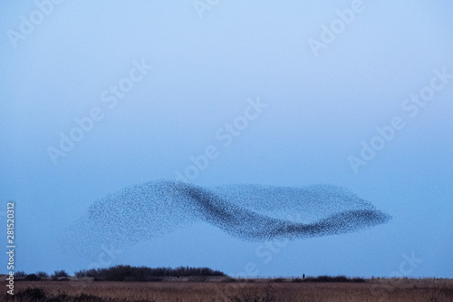 Flock of birds flying in sky