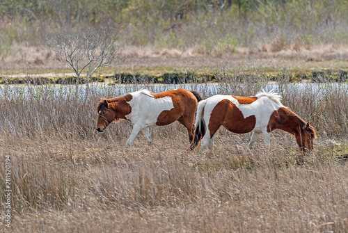 Chincoteague Ponies in a Coastal Wetland
