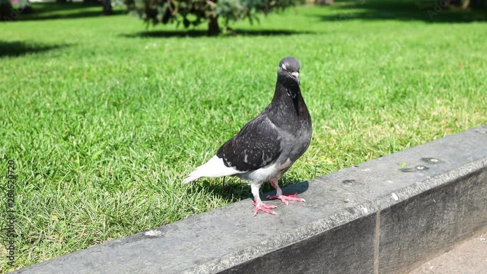 grey pigeon with green grass background. rock dove posing at city public park. slow motion. grey pigeon with green grass background. rock dove posing at city public park. slow motion.