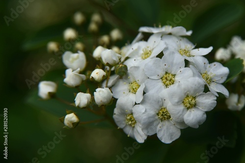 Tablou pe pânză Spring; White tiny flowers, a caprice of nature