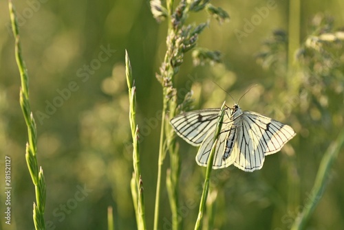 Black veined white butterfly (Aporia crataegi) in its natural habitat on a meadow. Czech Republic.