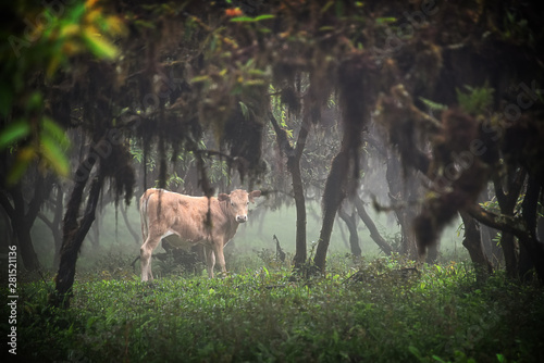 A cow grazes on the mountains of Galapagos Island