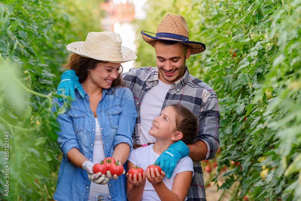 Family working together in greenhouse picking tomatoes Family working together in greenhouse picking tomatoes