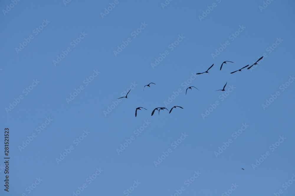 The beautiful birds glossy ibis in the natural environment