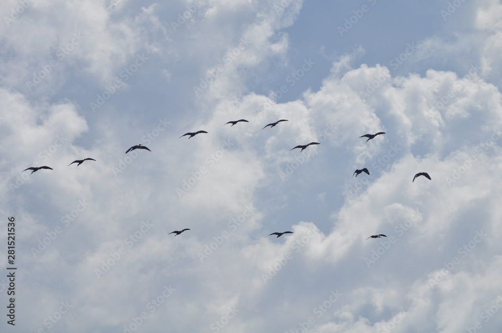The beautiful birds glossy ibis in the natural environment The beautiful birds glossy ibis in the natural environment