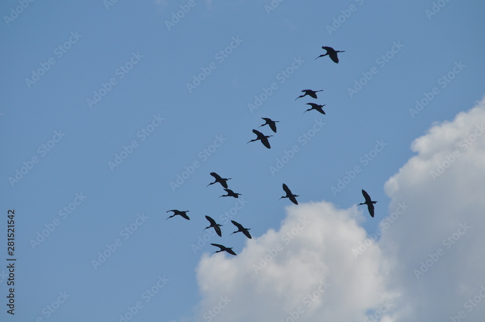 The beautiful birds glossy ibis in the natural environment