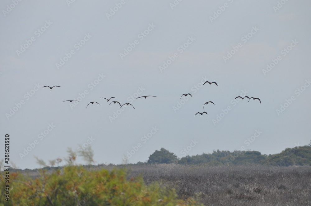 The beautiful birds glossy ibis in the natural environment The beautiful birds glossy ibis in the natural environment