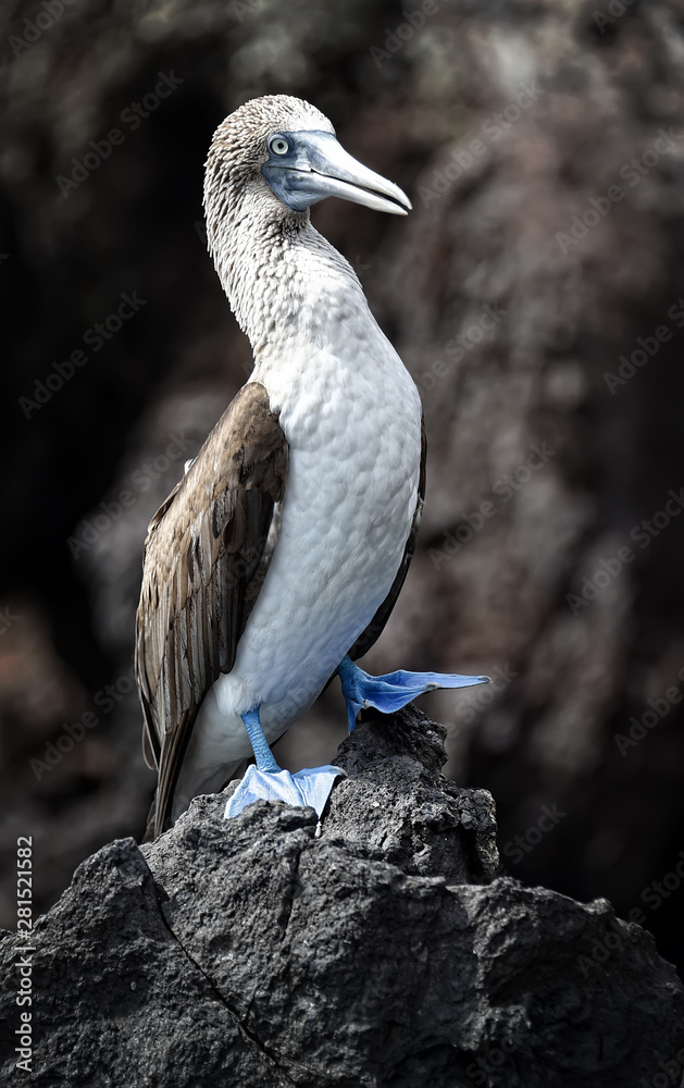 Endemic Specie of Blue Footed Boobies in the Galapagos Island Endemic Specie of Blue Footed Boobies in the Galapagos Island