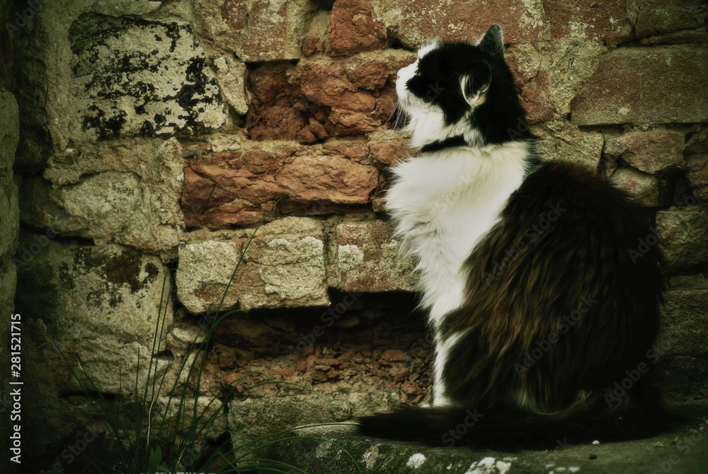 Longhair black and white cat resting near a brick wall