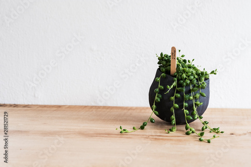 Close up of string of pearls plant in terracotta pot on wooden shelf
