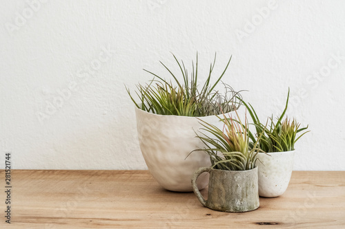 Close up of three varieties of air plants in terracotta pots on wooden shelf photo