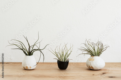 Close up of varieties of air plants in terracotta pot on wooden shelf