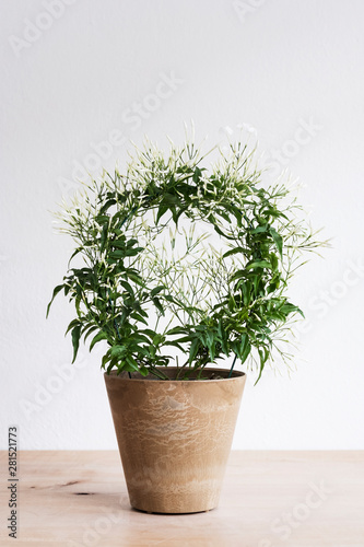 Close up of plant in terracotta pot on wooden shelf