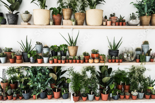 Varieties of plants on shelves in plant shop