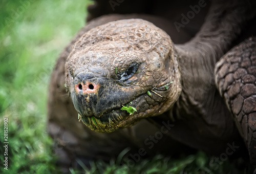 Close up shot of the Galapagos tortoise