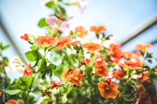 Bright colorful flowers in a hanging basket