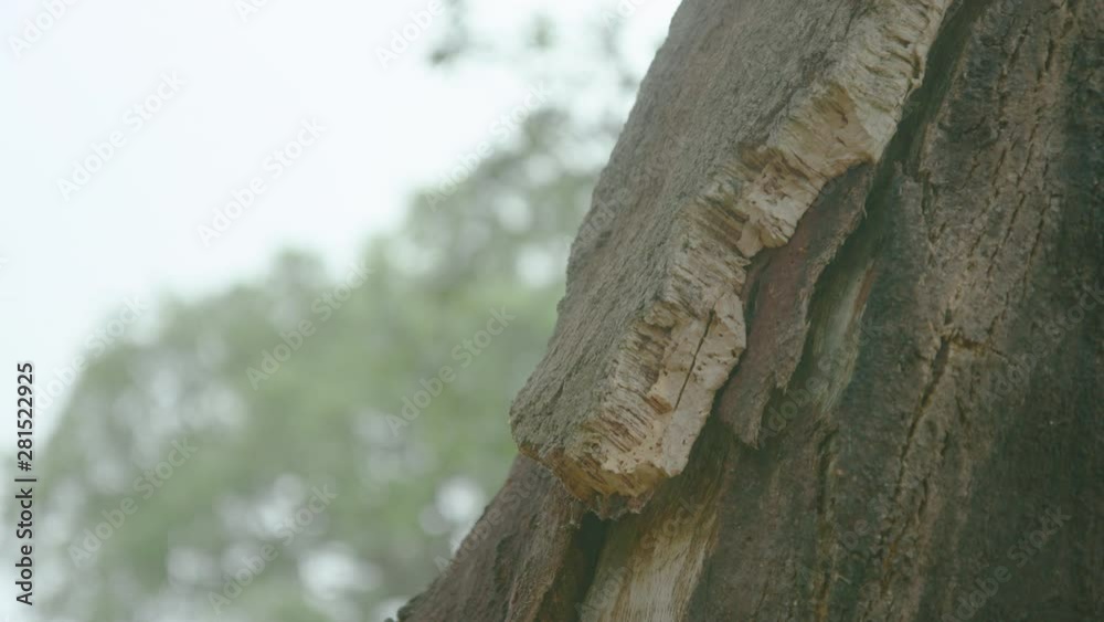 Static closeup shot of bark on a large cork oak tree