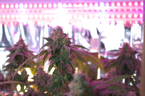 Cannabis bud or flower shows off the pistils and trichomes as it nears harvest of an indoor cultivation.