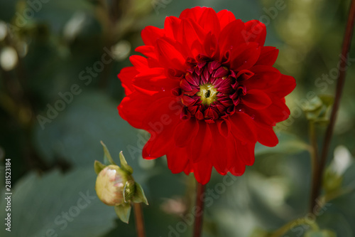 red chrysanthemum flower in bloom, flowers and gardening photo